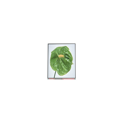 C050SWYM-0 5.0 इंच 480*960 फोन के लिए एलसीडी स्क्रीन डिस्प्ले