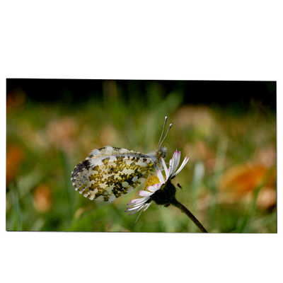 अच्छी कीमत LM270WQB-SSA1 27.0 इंच एलसीडी स्क्रीन मॉड्यूल 2K AW2721D के लिए 240hz IPS ऑनलाइन