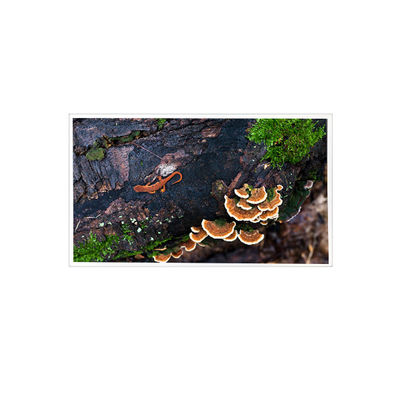 अच्छी कीमत 15.6 इंच 1920*1080 PT156FHM-N10 eDP 30 पिन एलसीडी स्क्रीन डिस्प्ले पैनल ऑनलाइन